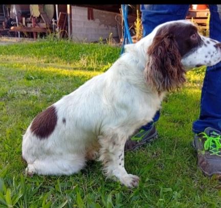Springer Spaniel 5anni FINITO IN CANILE.PADOVA  Foto 3