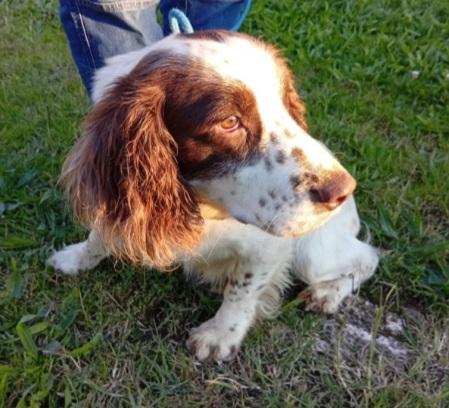 Springer Spaniel 5anni FINITO IN CANILE.PADOVA  Foto 6
