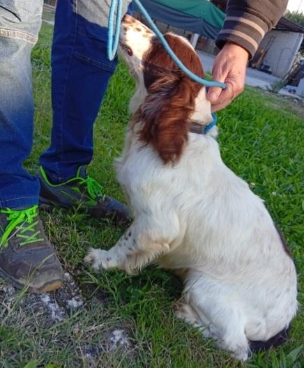 Springer Spaniel 5anni FINITO IN CANILE.PADOVA  Foto 7