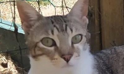 Vladimir: Micio Di 1 Anno E Mezzo Cerca Famiglia