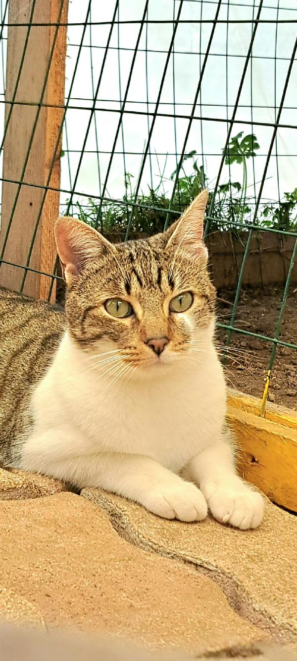 VLADIMIR: MICIO DI 2 ANNI  CERCA FAMIGLIA Foto 2