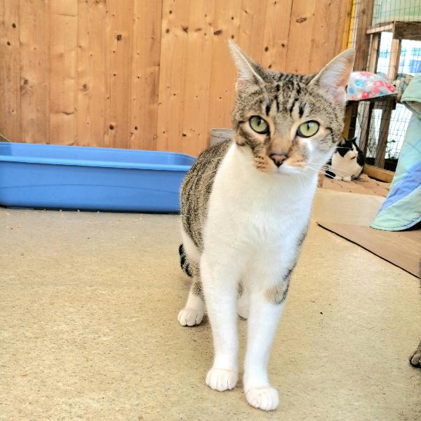 VLADIMIR: MICIO DI 2 ANNI  CERCA FAMIGLIA Foto 4