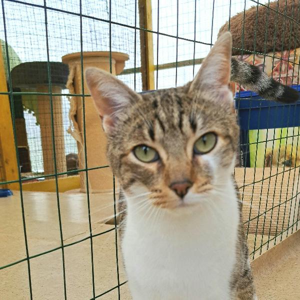 VLADIMIR: MICIO DI 2 ANNI  CERCA FAMIGLIA Foto 5