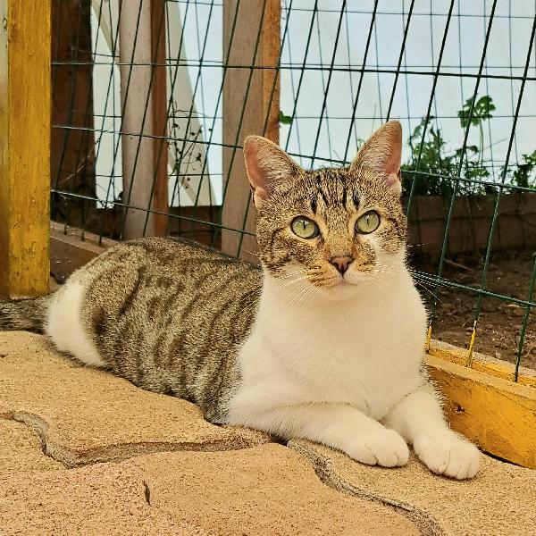 VLADIMIR: MICIO DI 2 ANNI  CERCA FAMIGLIA Foto 7