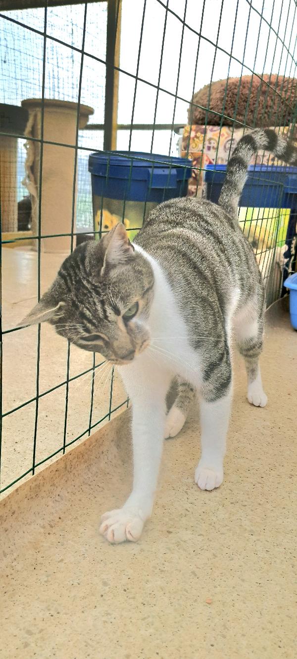 VLADIMIR: MICIO DI 2 ANNI  CERCA FAMIGLIA Foto 9