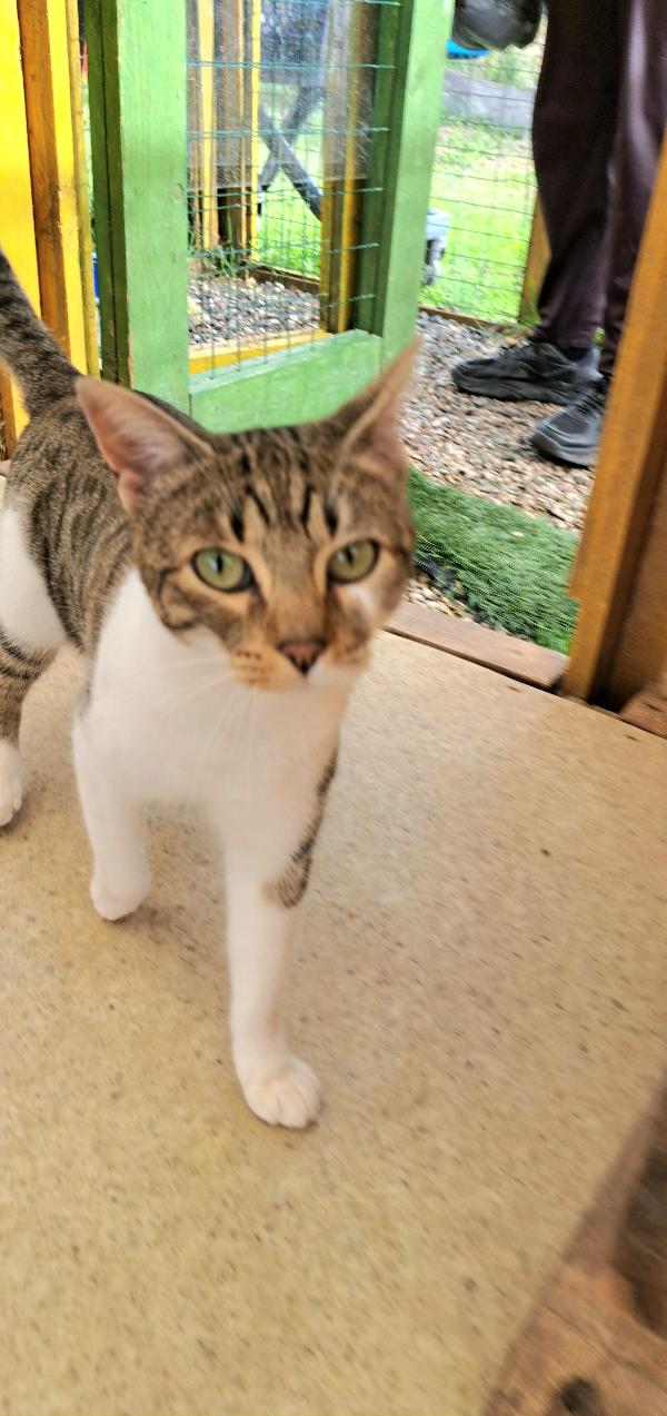 VLADIMIR: MICIO DI 2 ANNI  CERCA FAMIGLIA Foto 10