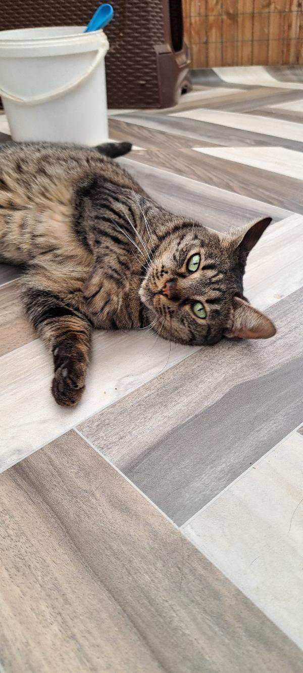 Mamy: Micia Di 3 Anni Cerca Famiglia