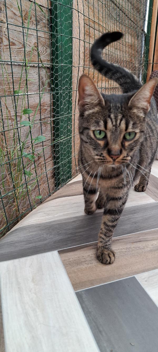 MAMY: MICIA DI 3 ANNI CERCA FAMIGLIA Foto 2