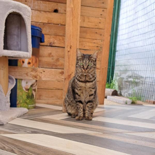 MAMY: MICIA DI 3 ANNI CERCA FAMIGLIA Foto 3