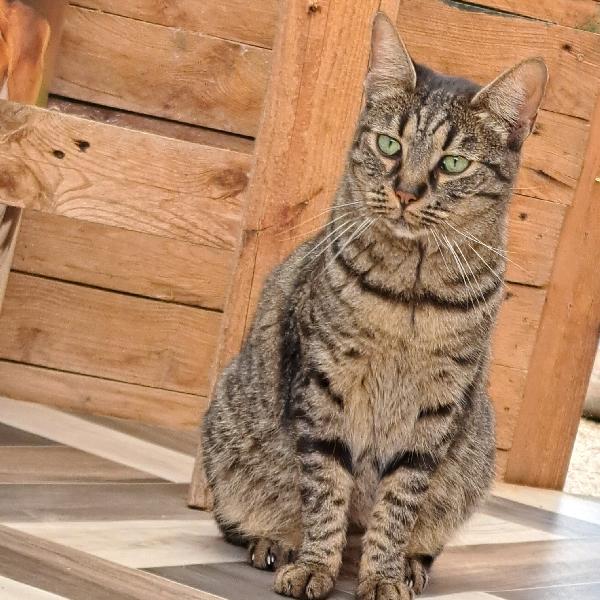 MAMY: MICIA DI 3 ANNI CERCA FAMIGLIA Foto 4