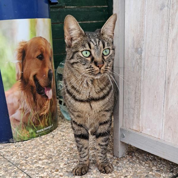 MAMY: MICIA DI 3 ANNI CERCA FAMIGLIA Foto 8