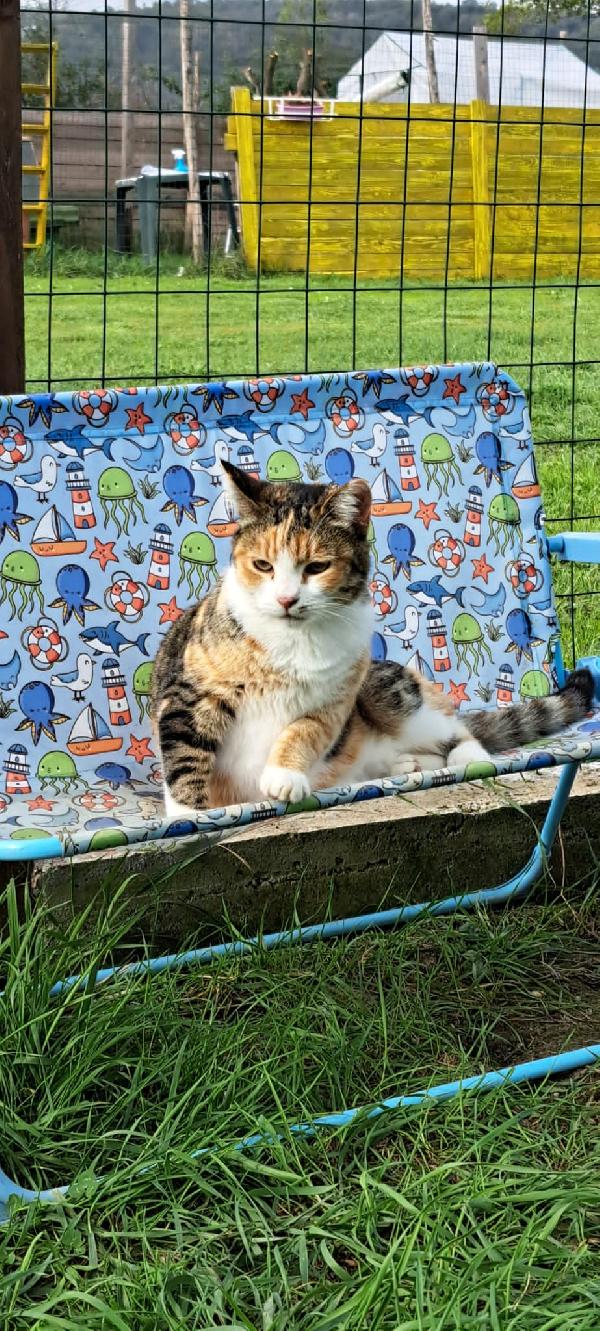 EMY: MICIA DI 3 ANNI CERCA FAMIGLIA Foto 2