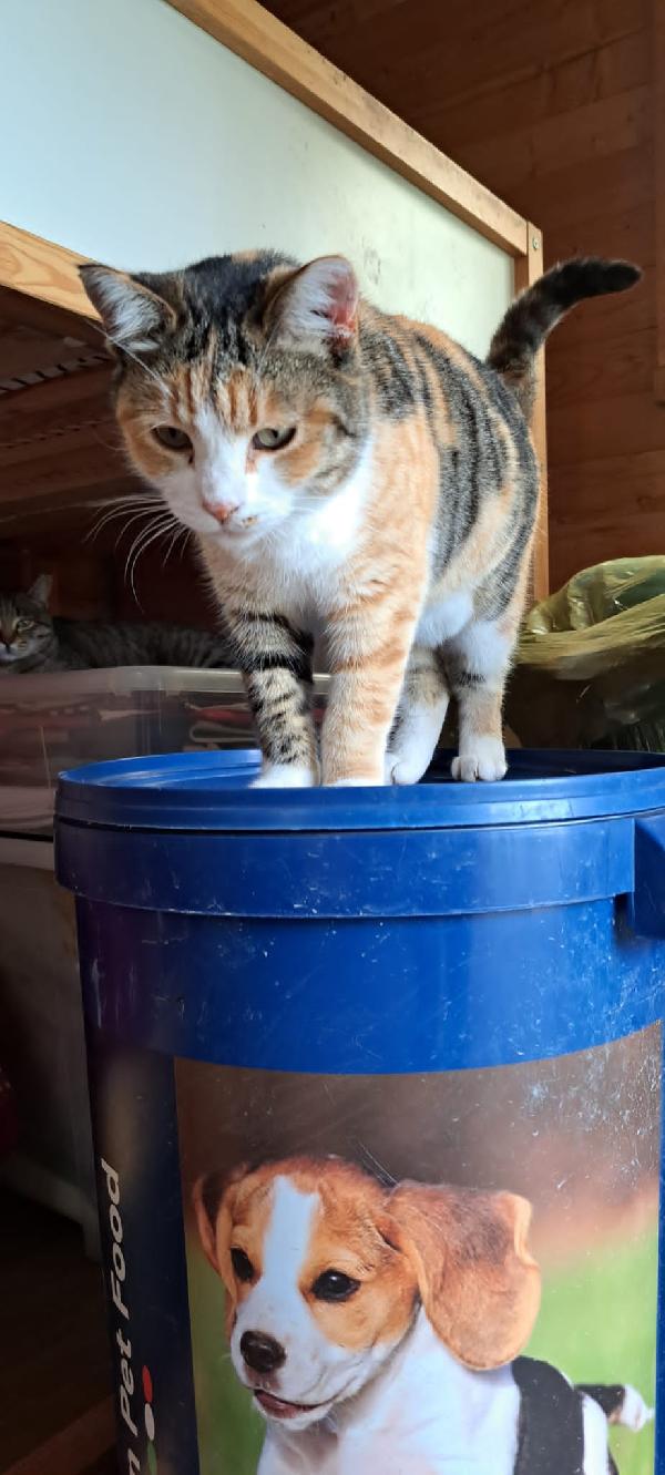 EMY: MICIA DI 3 ANNI CERCA FAMIGLIA Foto 4