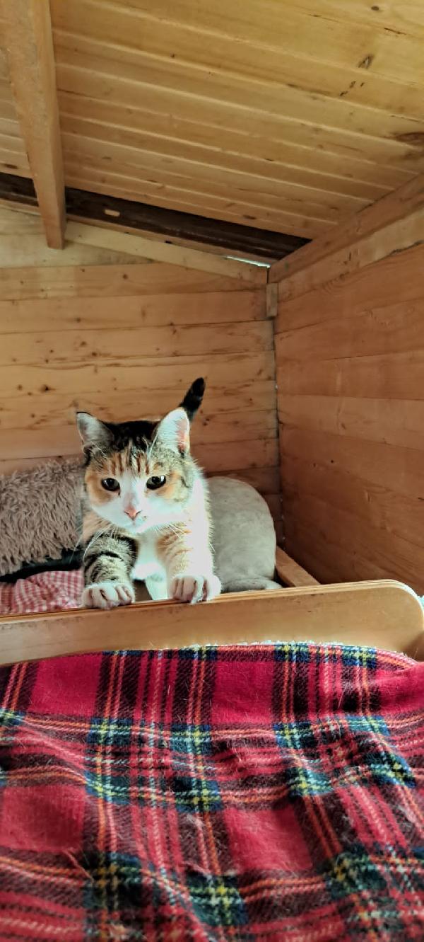 EMY: MICIA DI 3 ANNI CERCA FAMIGLIA Foto 5