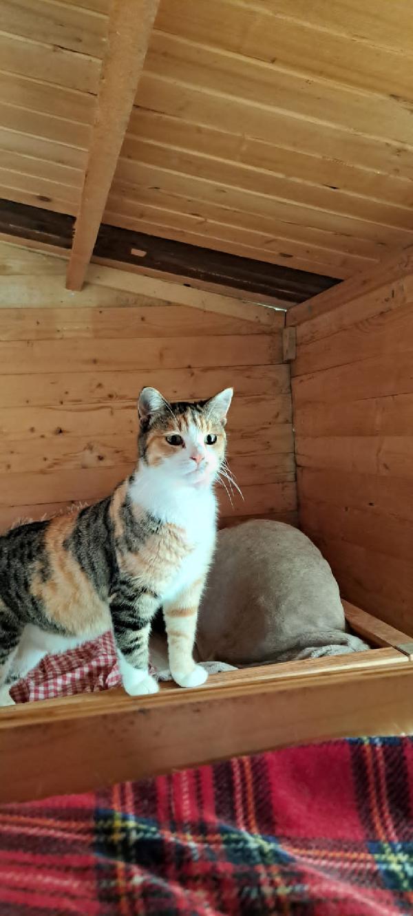 EMY: MICIA DI 3 ANNI CERCA FAMIGLIA Foto 8