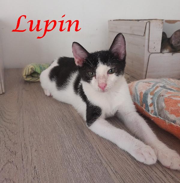 Lupin, Dolce Micino Da Adottare!