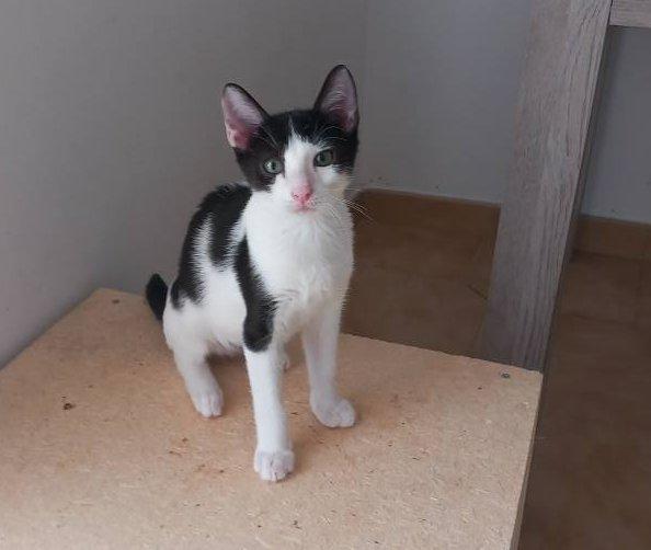 LUPIN, dolce micino da adottare! Foto 2