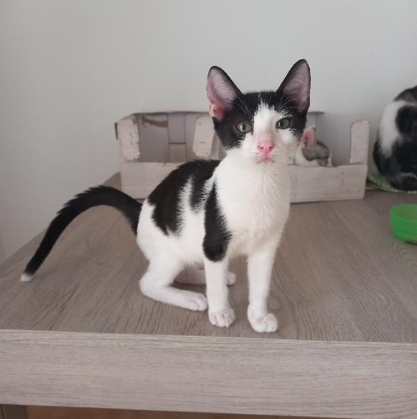 LUPIN, dolce micino da adottare! Foto 3