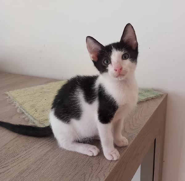 LUPIN, dolce micino da adottare! Foto 6