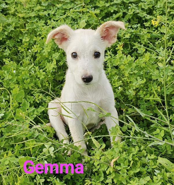 Gemma 3 Mesi