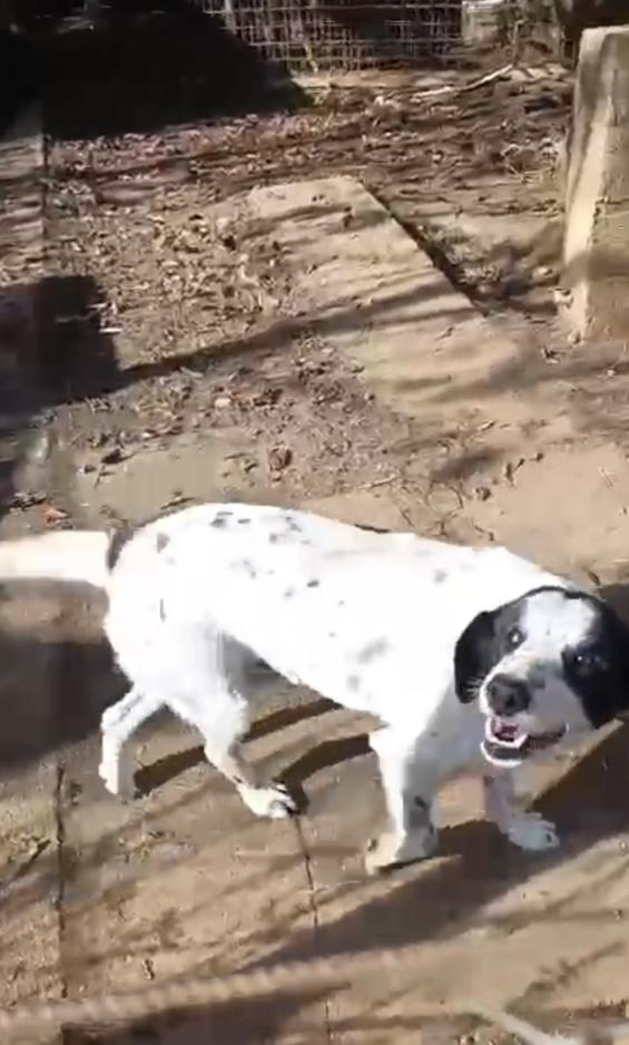 Ben splendido giovanotto cerca adozione del cuore Foto 2