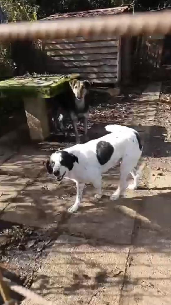 Ben splendido giovanotto cerca adozione del cuore Foto 3