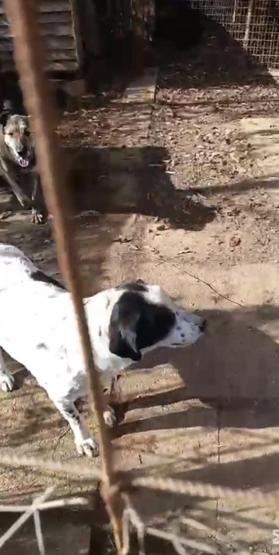 Ben splendido giovanotto cerca adozione del cuore Foto 4