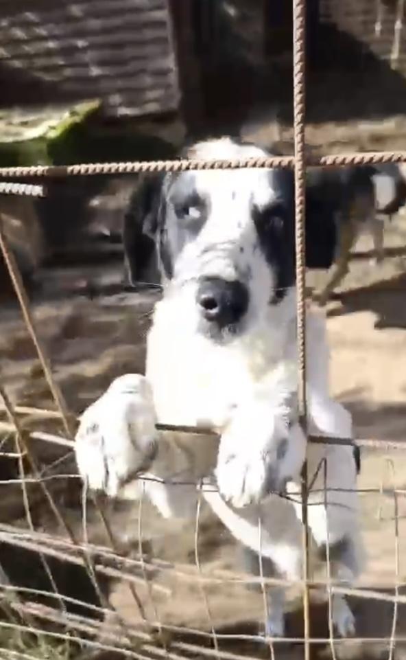 Ben splendido giovanotto cerca adozione del cuore Foto 5