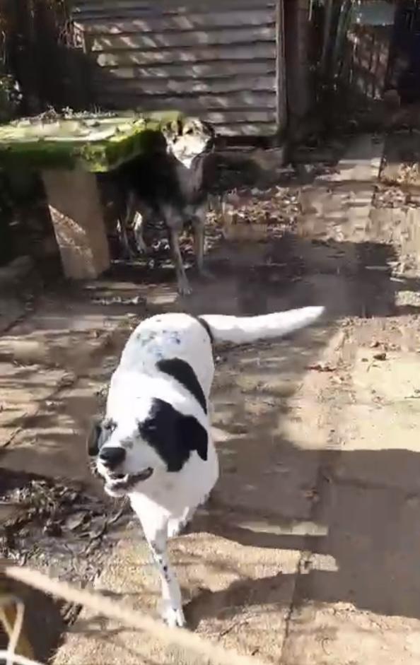 Ben splendido giovanotto cerca adozione del cuore Foto 6