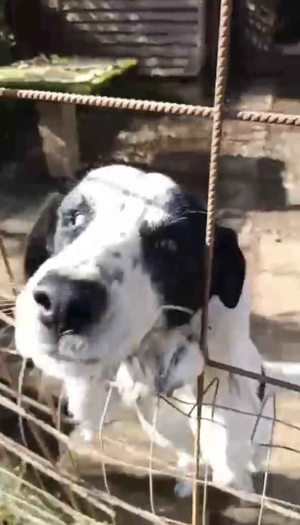 Ben splendido giovanotto cerca adozione del cuore Foto 7