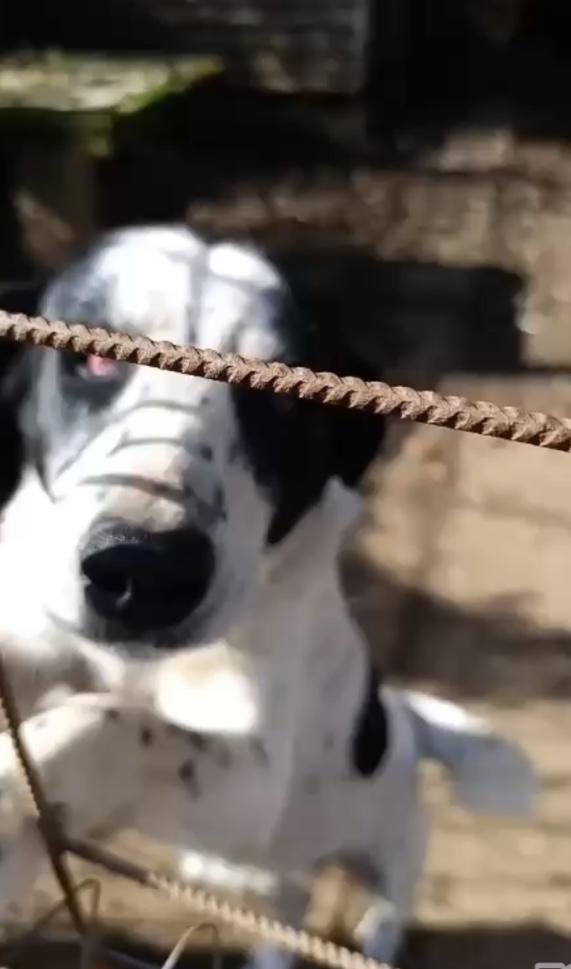 Ben splendido giovanotto cerca adozione del cuore Foto 8