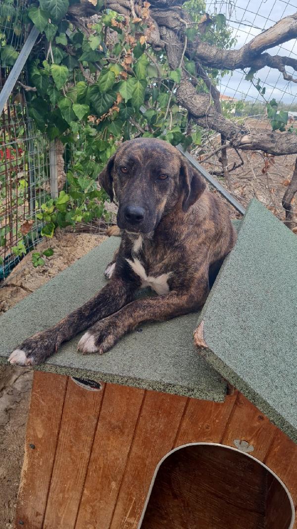 Trilly Splendida Cucciolotta Simil Segugio Cerca Famiglia  Foto 2