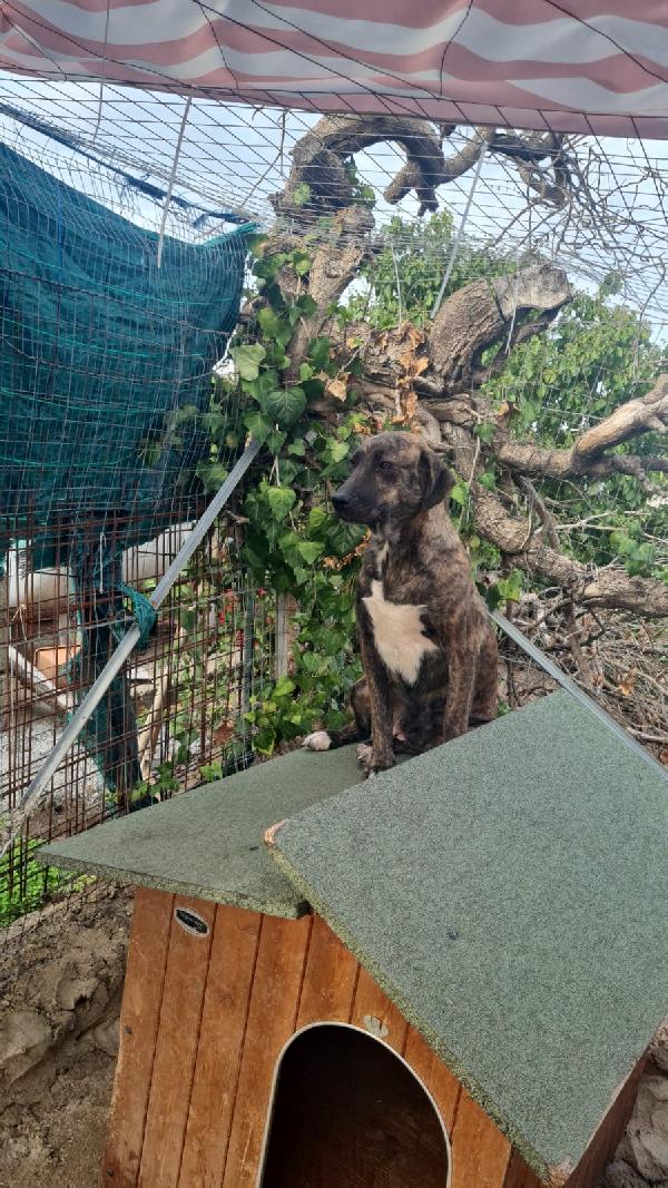 Trilly Splendida Cucciolotta Simil Segugio Cerca Famiglia  Foto 3