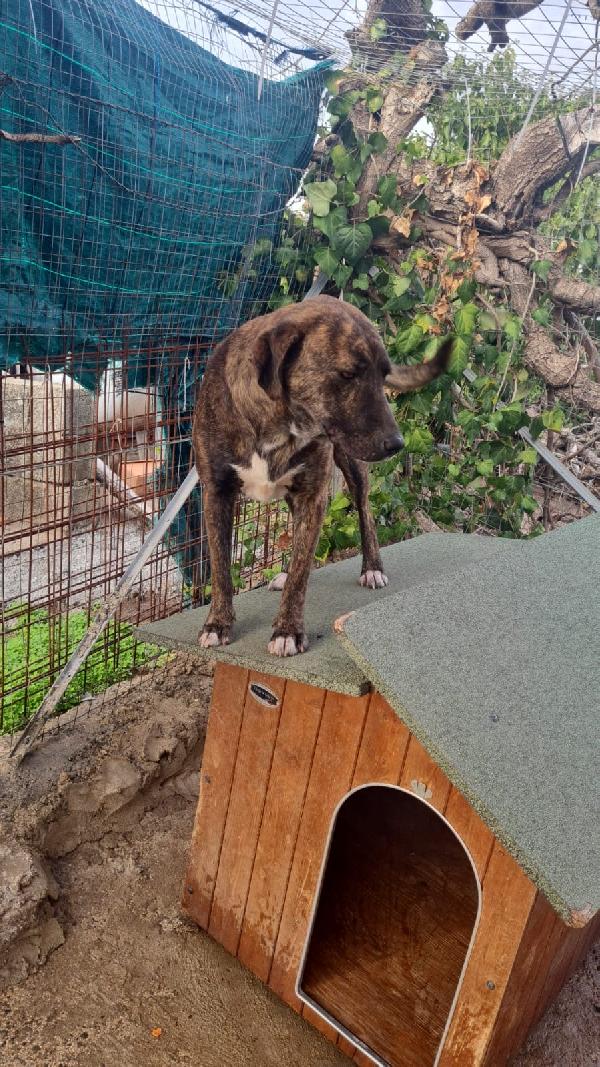 Trilly Splendida Cucciolotta Simil Segugio Cerca Famiglia  Foto 4