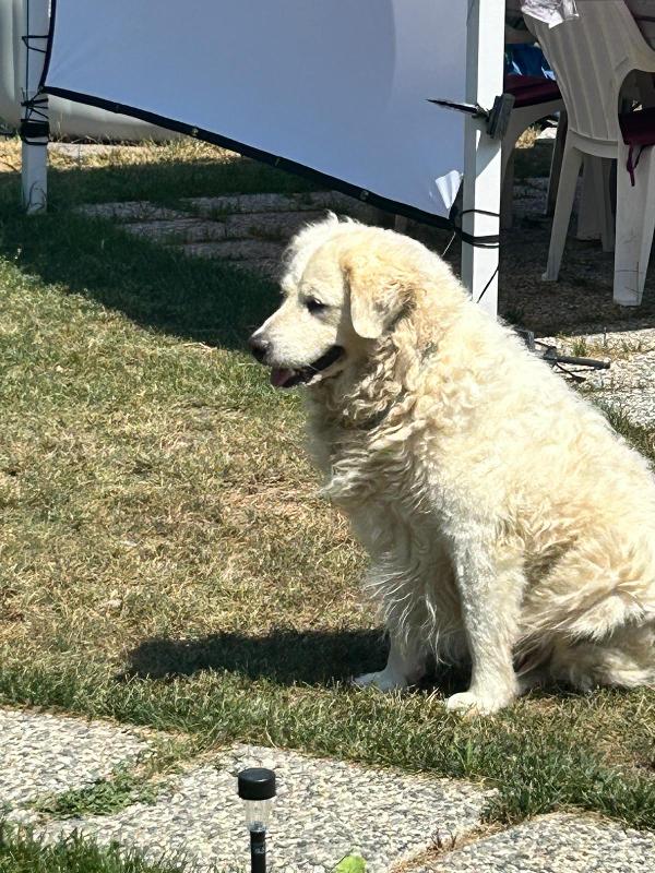 Fiammotta splendida giovanotta simil pastore cerca famiglia  Foto 2