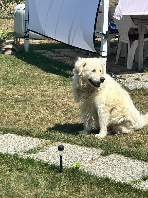 Fiammotta splendida giovanotta simil pastore cerca famiglia  Foto 3