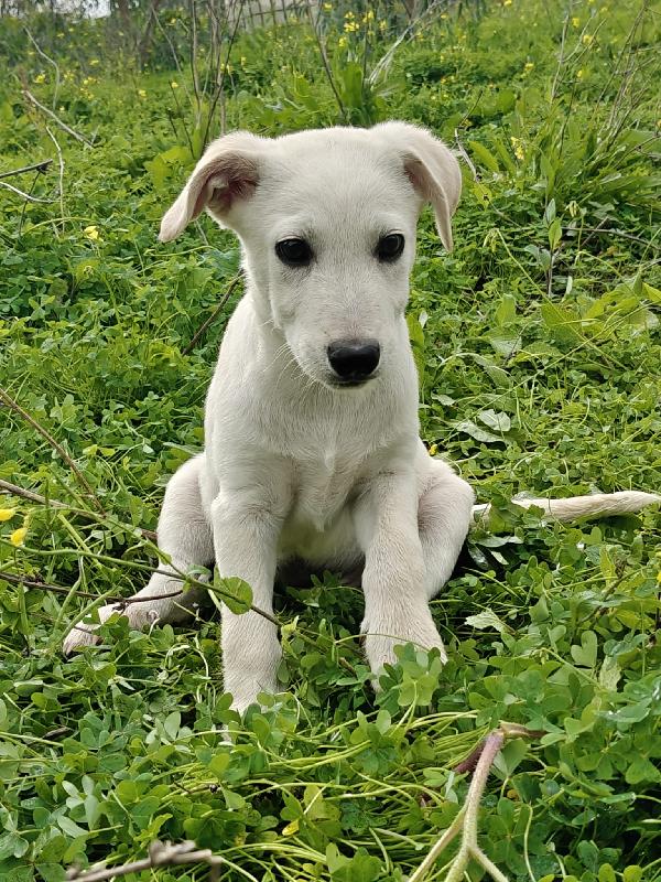 Gimmy 3 mesi. Foto 2