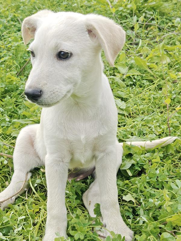 Gimmy 3 mesi. Foto 3