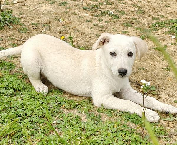 Gimmy 3 mesi. Foto 5