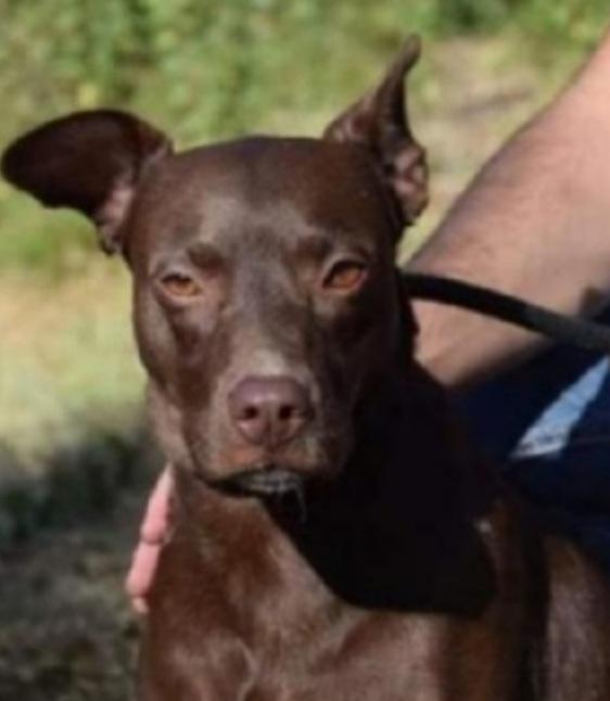 Leila Adulta Manto Nocciola In Box Da Cucciola.lazio