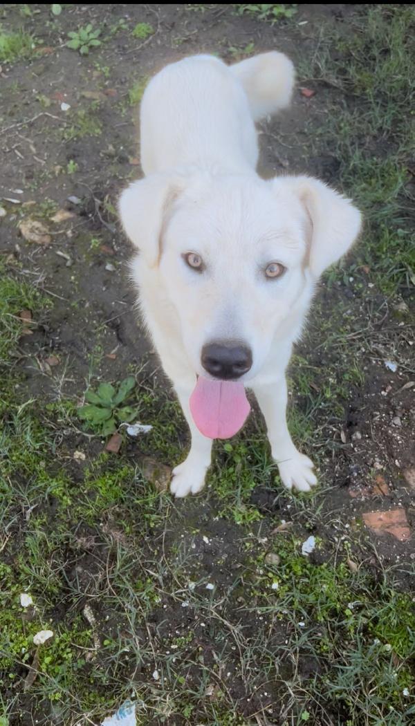 Guè 🩵🐾🩵 Foto 2