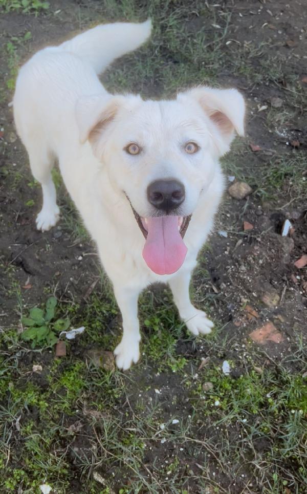 Guè 🩵🐾🩵 Foto 3