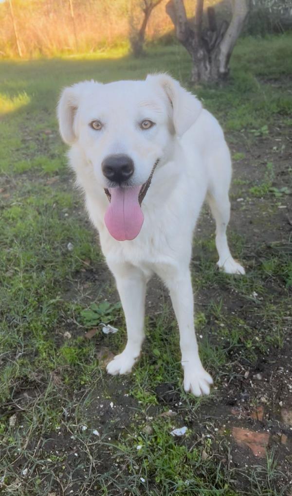 Guè 🩵🐾🩵 Foto 5