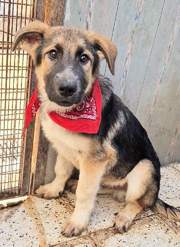 Draco Non Deve Spegnersi In Canile.adottabile In Tutta Italia!