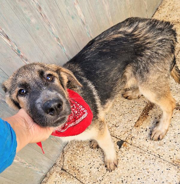 DRACO NON DEVE SPEGNERSI IN CANILE.ADOTTABILE IN TUTTA ITALIA! Foto 2