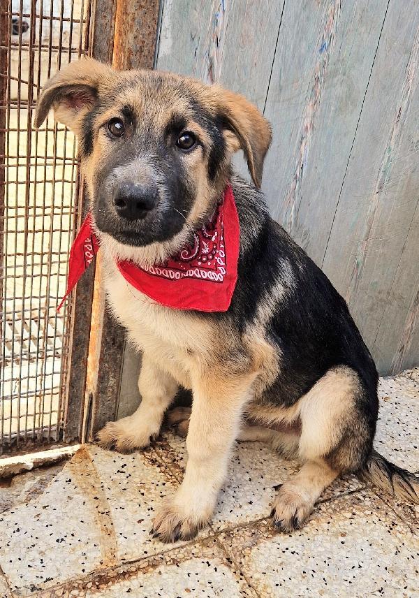 DRACO NON DEVE SPEGNERSI IN CANILE.ADOTTABILE IN TUTTA ITALIA! Foto 3