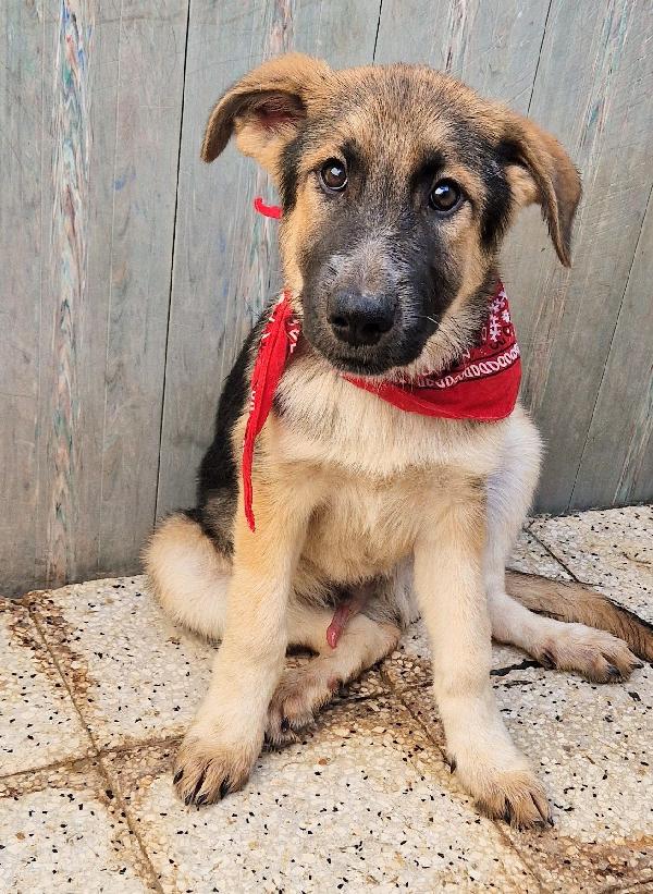 DRACO NON DEVE SPEGNERSI IN CANILE.ADOTTABILE IN TUTTA ITALIA! Foto 4