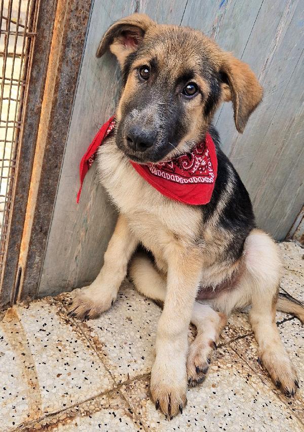 DRACO NON DEVE SPEGNERSI IN CANILE.ADOTTABILE IN TUTTA ITALIA! Foto 5