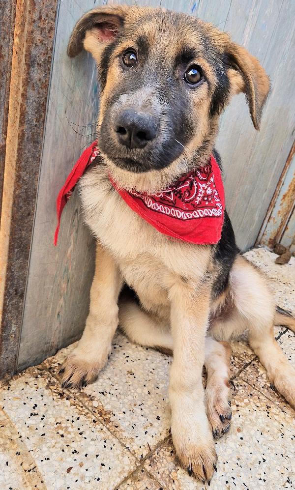 DRACO NON DEVE SPEGNERSI IN CANILE.ADOTTABILE IN TUTTA ITALIA! Foto 6