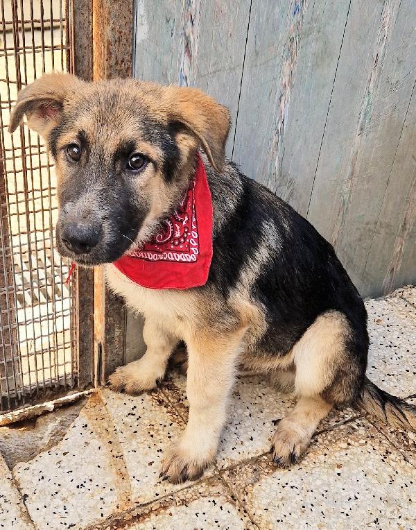 DRACO NON DEVE SPEGNERSI IN CANILE.ADOTTABILE IN TUTTA ITALIA! Foto 7